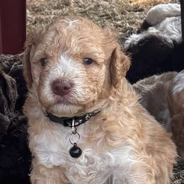 Black - Orange male Lagotto Romagnolo puppy in Alsea, Oregon from Stan and Merrie's Lagotto Romagnolo