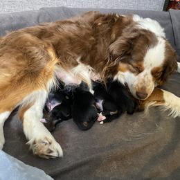 Miniature Australian Shepherd Puppies from McMillan Aussies