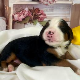 Yellow Girl - Tri-color female Bernedoodle puppy in The Woodlands, Texas from Gracie's Goldendoodles and Bernedoodles of The Woodlands