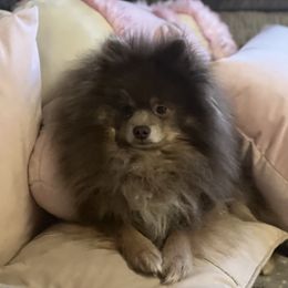 Armani - Pomeranian