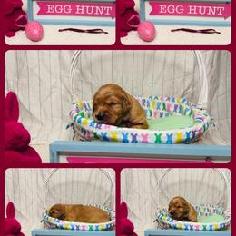 Golden Retriever Puppies from McAbee Pups - Golden Retrievers