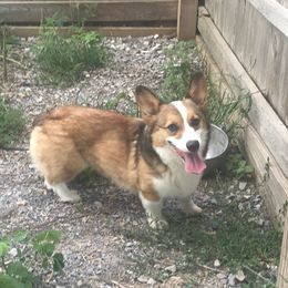 Zellie - Pembroke Welsh Corgi