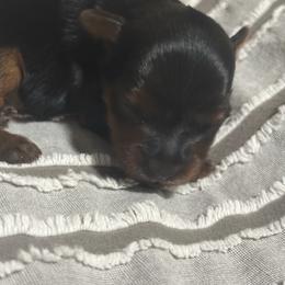 Girl 1 - Black and gold female Yorkshire Terrier puppy in Citrus Springs, Florida from Lulus toy poodles