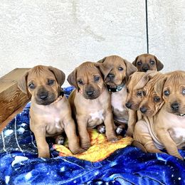 Rhodesian Ridgeback Puppies from Alta Ridgebacks