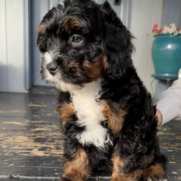 Nova - Tri-color female Bernedoodle puppy in Tucson, Arizona from Adored Poodle & Doodles