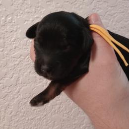 Black-eyed Susan: Suzie - Black and tan female Cavapoo puppy in Fairfield, Illinois from Positively Doodles