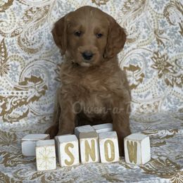 Goldendoodle Puppies from Owen-a-Doodle