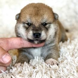 Boy 4 - Red male Shiba Inu puppy in Trenton, Nebraska from Prairie Shibas