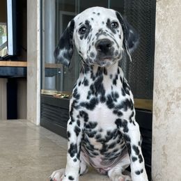 Girl 4 - White and black female Dalmatian puppy in Lake Mathews, California from Bully Market