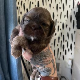 Shih Tzu Puppies from Shihtzus.Sc