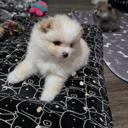 Honey - Cream parti female Pomeranian puppy in Decatur, Alabama from Ruby's Pomeranians
