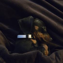 Maltipoos from Mila's Maltipoos