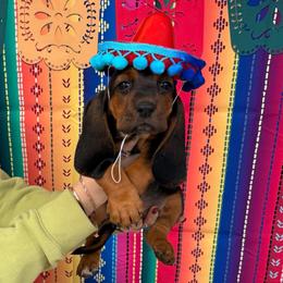 Shamus - Black and white male Basset Hound puppy in Lubbock, Texas from Hound House
