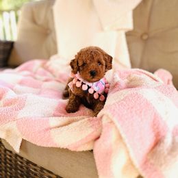 Matcha - Red  female Goldendoodle puppy in Elizabethtown, Kentucky from Reddy Poodles & Doodles