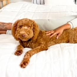 Lady - Goldendoodle