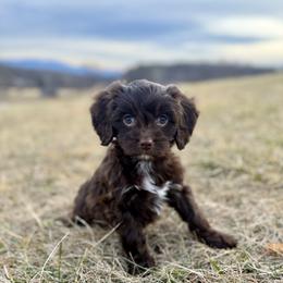 Teddy - Chocolate male Cavapoo puppy in Natural Bridge, Virginia from Padgetts Hill Puppies