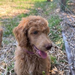 'Winnie': Muddy Foots Long Range Legend - Apricot female Poodle puppy in Orlando, Florida from Sabrina Beck