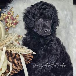 Brown - Black male Poodle puppy in Cleveland, Georgia from Jam's Doodles And Poodles