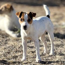 Dizzy - Jack Russell Terrier