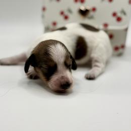 Lady 5- Russian Lines- AKV - Piebald female Dachshund puppy in Bartlesville, Oklahoma from OkieDokieDox