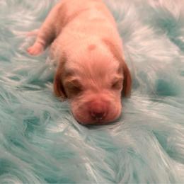 Third Little Boy - Lemon and white male Basset Hound puppy in Hurtsboro, Alabama from PARK’s Family Farm