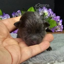 Pepper's Billie Jean - Billie - Blue and tan female Pomeranian puppy in Plant City, Florida from Pepper's Pomeranians