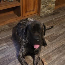 Zakk - Mastiff