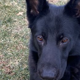 Roman - German Shepherd