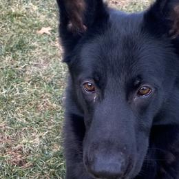 Roman - German Shepherd