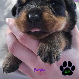 Purple - Black and mahogany female Rottweiler puppy in Tangent, Oregon from Raya's Royals