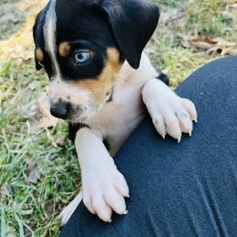 Catahoula Leopard Dog Puppies from Double A Catahoulas