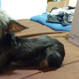 Yorkshire Terriers from Dean's Yorkies