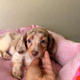 Breeze - Dapple male Dachshund puppy in Magnolia, Texas from Carrie’s Countryside Dachshunds