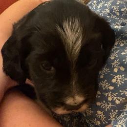 Emerald - Black and white female English Springer Spaniel puppy in St Johnsbury, Vermont from Paradise Valley Springers