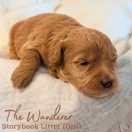 The Wanderer - Apricot female Goldendoodle puppy in Livermore, Colorado from Heritage Hills Family Doodles
