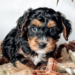 Ash - Black male Australian Labradoodle puppy in Decatur, Alabama from Southern Meadows Doodles