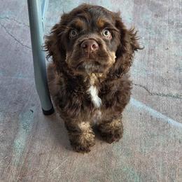 Cocker Spaniel All Grown Up from SoCal Cocker Spaniels
