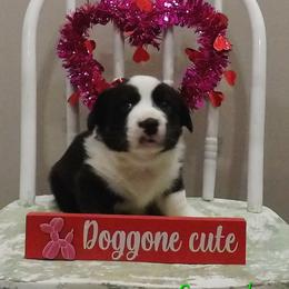 Green - Black and white male Cardigan Welsh Corgi puppy in Lynchburg, Ohio from Old Iron Farm