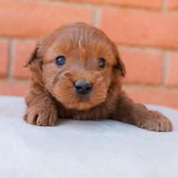 Aussiedoodle and Goldendoodle Puppies from Ever After Doodles Arizona