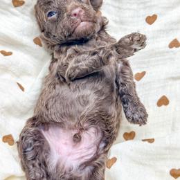 Male 2 - Brown male Cockapoo puppy in Otisville, Michigan from Danie’s Darling Doodles LLC