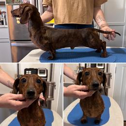 Zeb - Brindle male Dachshund puppy in Fond Du Lac, Wisconsin from Clucking Homestead Springers & Dachshunds