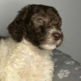 Goldendoodles and Poodles from Wild and Wonderful Poodles and Doodles