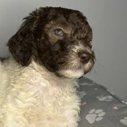 Goldendoodles and Poodles from Wild and Wonderful Poodles and Doodles