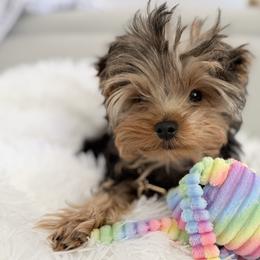 Biewer Terriers, Morkies, and Yorkshire Terriers from Kimora’s Kreation’s Kennel
