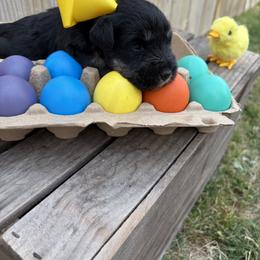 Yellow girl - Black and silver female Miniature Schnauzer puppy in Garrison, Texas from RNH Schnauzers