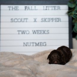 Labrador Retriever and Portuguese Water Dog Puppies from Hilltop Portuguese Water Dogs
