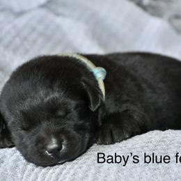 Blue female - Black female Labrador Retriever puppy in Mississippi from Sure Shot English Labs