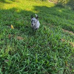 Australian Cattle Dog Puppies from Twisted C Heelers