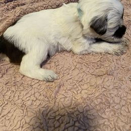 Portuguese Water Dog Puppies from Pawsitively Portuguese