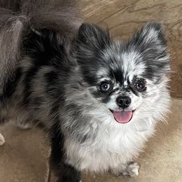 Trekkie - Pomeranian